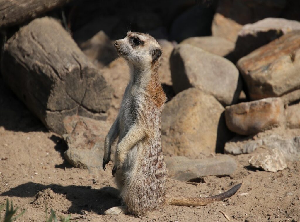 atrevidos corte pixie rapado mujer