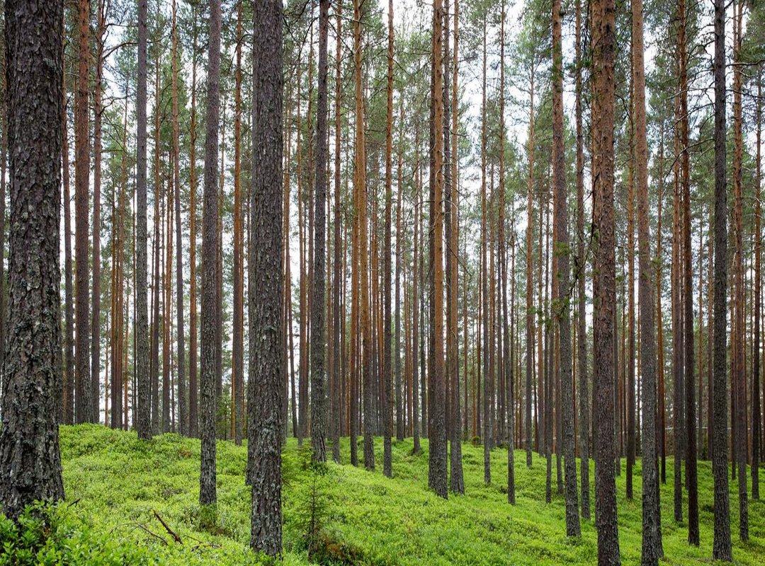 Before You Go: 4 Essential Steps for a Great Tattoo Experience