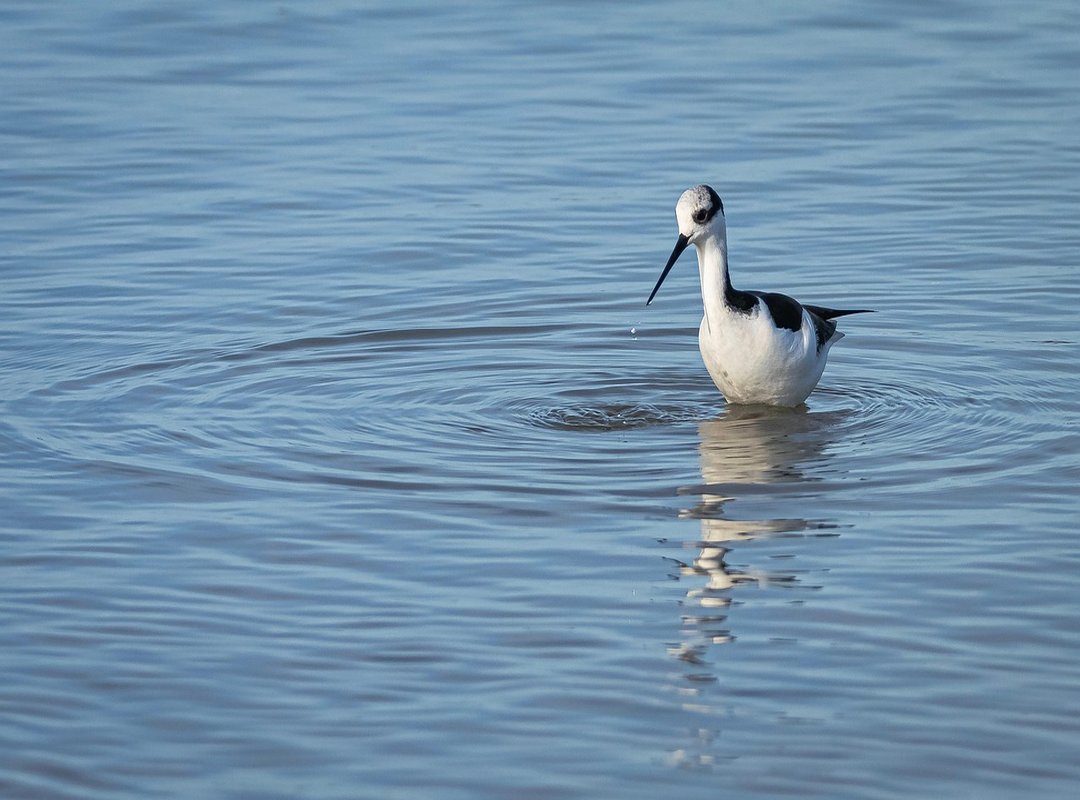 How to Find 'Womb' with Indonesian Subtitles